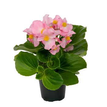 Begonia 'Mega Cool Pink' (312278)