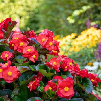 Begonia 'Mega Cool Scarlet' 
