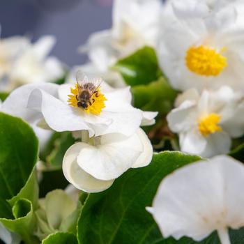 Begonia 'Mega Cool White' (312280)