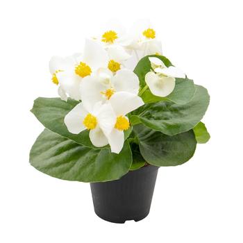 Begonia 'Mega Cool White' (312282)