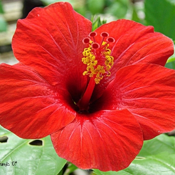 Alyogyne 'Lady Barbara Rose'