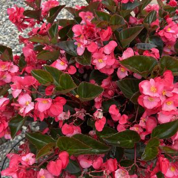 Begonia x benariensis Big™ 'Rose Bronze Leaf' (312284)