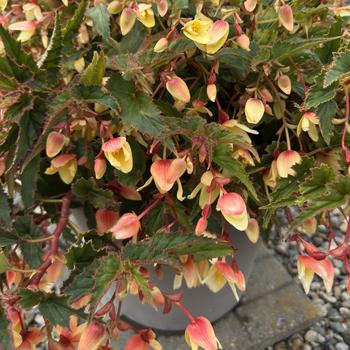 Begonia boliviensis 'Groovy Mellow Yellow'