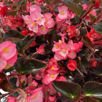 Begonia Viking® '' (312286)