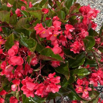 Begonia 'Explorer Rose on Green' 25,410.