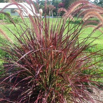 Pennisetum setaceum 'Purpureum'
