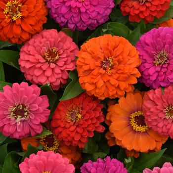Zinnia elegans