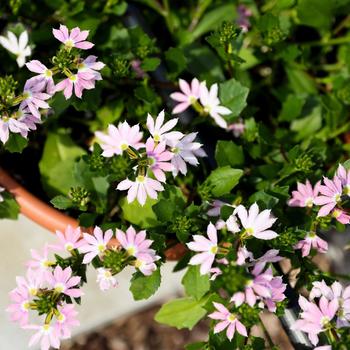 Scaevola Blessing™ '' (312292)