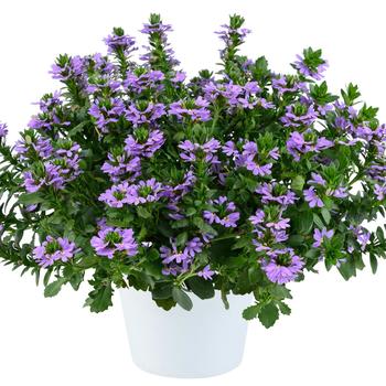 Scaevola