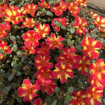 Portulaca oleracea Pazazz Nano™ 'Scarlet Twist' (312295)