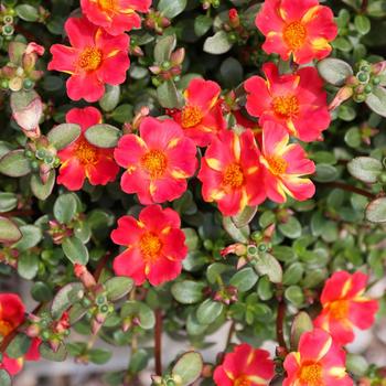 Portulaca oleracea Pazazz Nano™ 'Scarlet Twist' (312296)