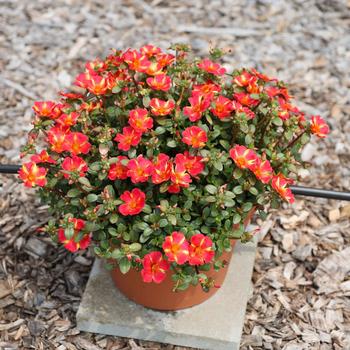 Portulaca oleracea Pazazz Nano™ 'Scarlet Twist' (312297)