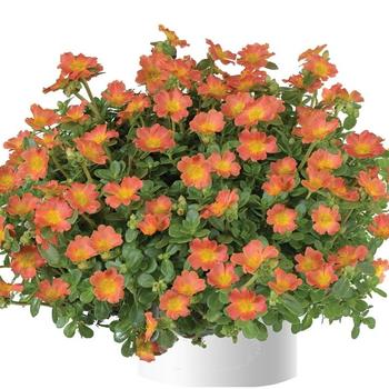 Portulaca oleracea Pazazz Nano™ '' (312302)