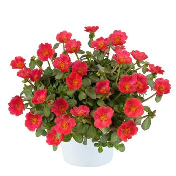 Portulaca oleracea 'Tropical Punch'