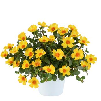 Portulaca oleracea 'Yellow Twist' 