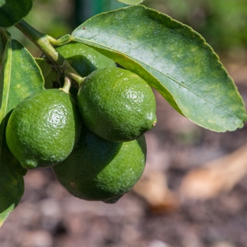 Citrus aurantifolia 'Mexican Thornless' 