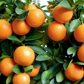 Fortunella crassifolia 'Meiwa' 