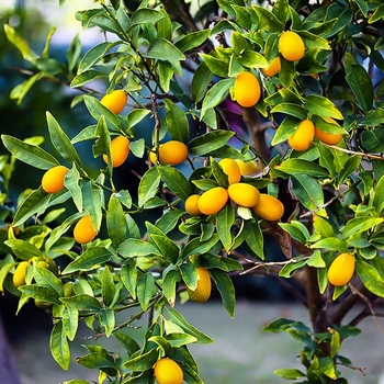 Fortunella margarita 'Nagami' 