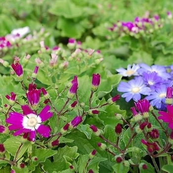 Pericallis 'Miranda Mixture'