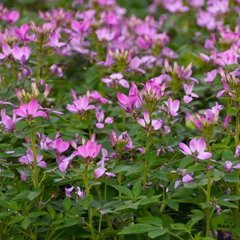 Cleome hassleriana 'Clio Magenta' 