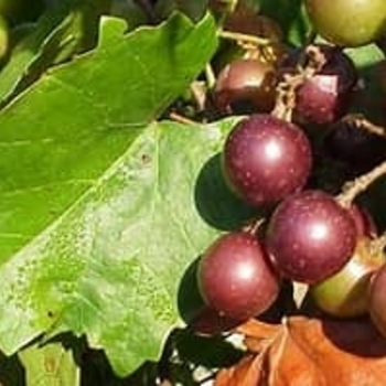 Vitis rotundiflora 'Carlos' 
