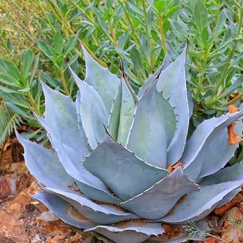 Agave ovatifolia 'Frosty Blue'
