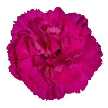 Dianthus Vivacia™ '' (312372)