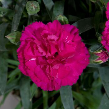 Dianthus Vivacia™ '' (312373)
