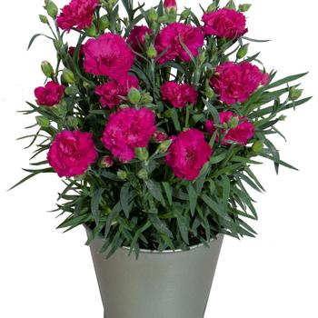 Dianthus Vivacia™ '' (312374)