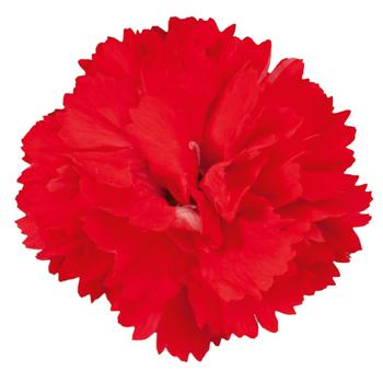 Dianthus 'KLEDP16231' PP29628