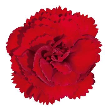 Dianthus 'KLEDP16226' PP29627