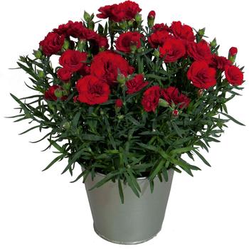 Dianthus Vivacia™ '' (312379)