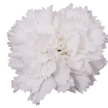 Dianthus 'KLEDP23373'