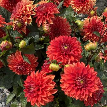Dahlia variabilis 'Darlin' Scarlet'