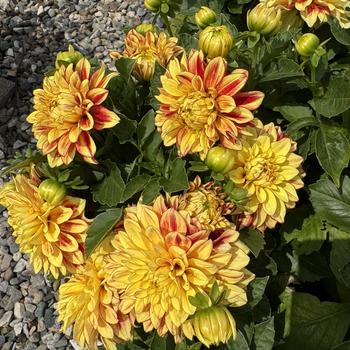 Dahlia variabilis 'Darlin' Lemon Flare'' 