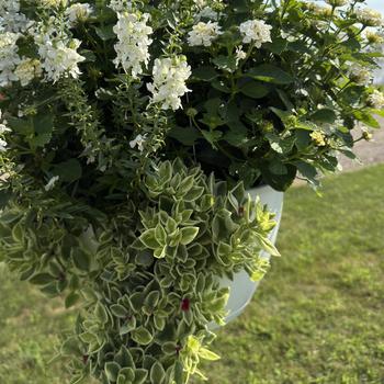 Combination Planter 'Playa Blanca™ Mix'