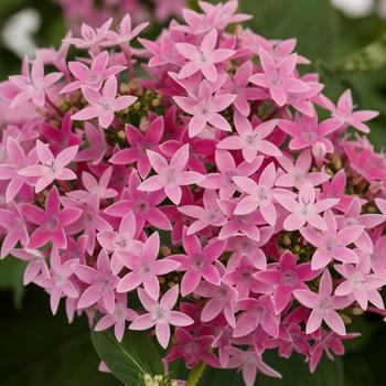 Pentas lanceolata