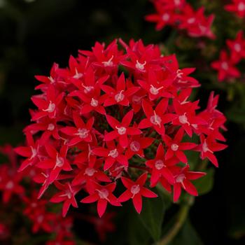 Pentas lanceolata