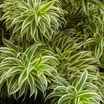 Dracaena reflexa