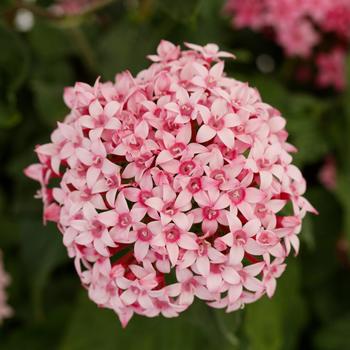Pentas lanceolata