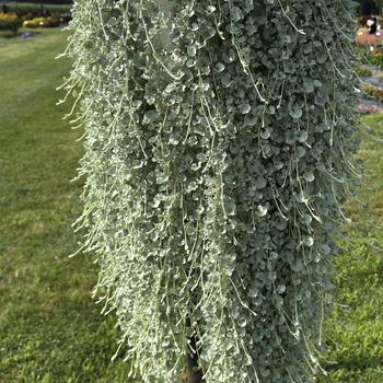 Dichondra argentea 'Silver Surfer' (312401)