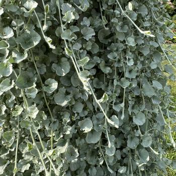 Dichondra argentea 'Silver Surfer' (312403)