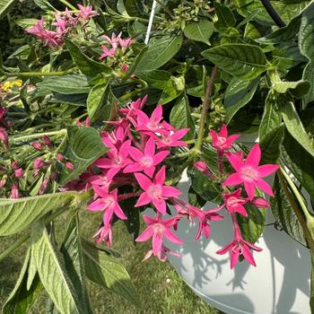 Pentas lanceolata Graffiti® 'Falls Rose' (312405)
