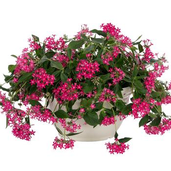 Pentas lanceolata Graffiti® 'Falls Rose' (312406)
