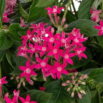 Pentas lanceolata 'Falls Rose' 