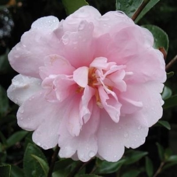 Camellia sasanqua 'Cotton Candy'