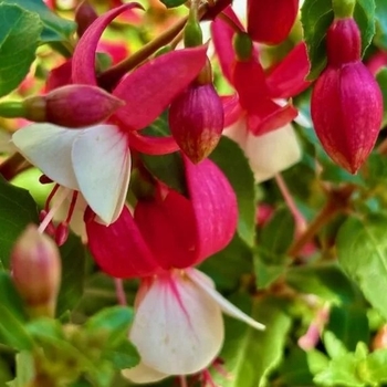 Fuchsia magellanica