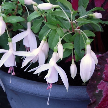 Fuchsia magellanica 'Upright White' PP23601P2