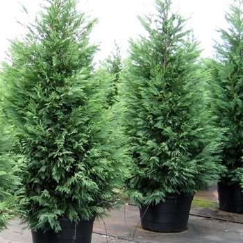 Cupressus x leylandii 'Murray'