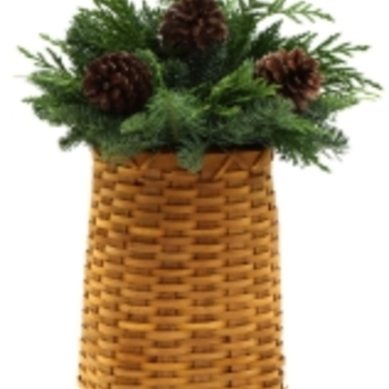 Buxus sempervirens 'Unraveled' 